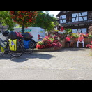 Pizzaessen inmitten von Blumen